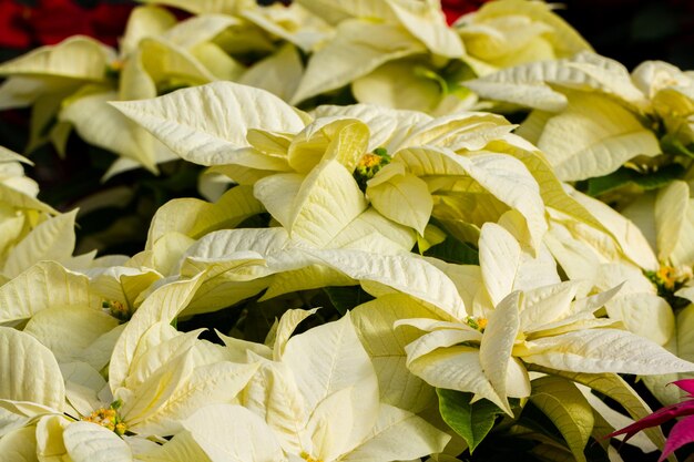 Bright poinsettias for the Christmas/holiday season.