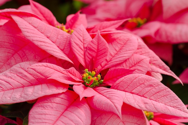 Bright poinsettias for the Christmas/holiday season.