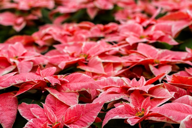 Bright poinsettias for the Christmas/holiday season.