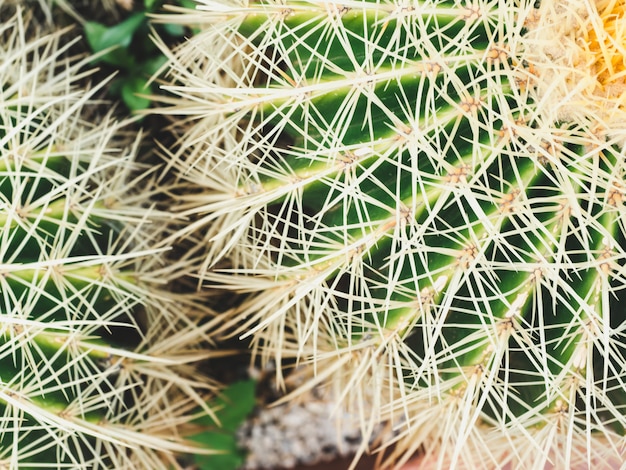 Bright, prickly cactus. Top view. Tropical background