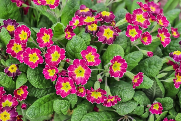 春の自然の中で明るいサクラソウの花