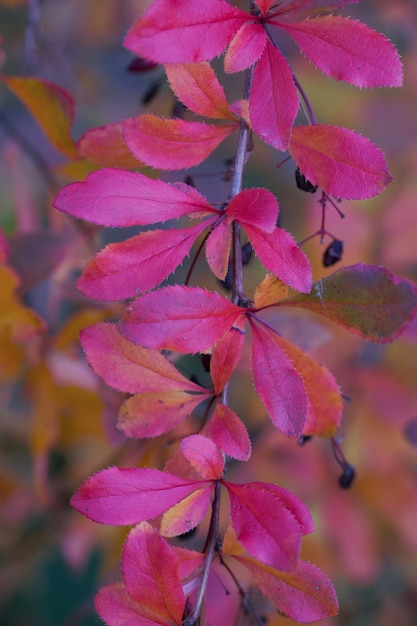 Bright purple barberry leaves in autumn The beauty of nature