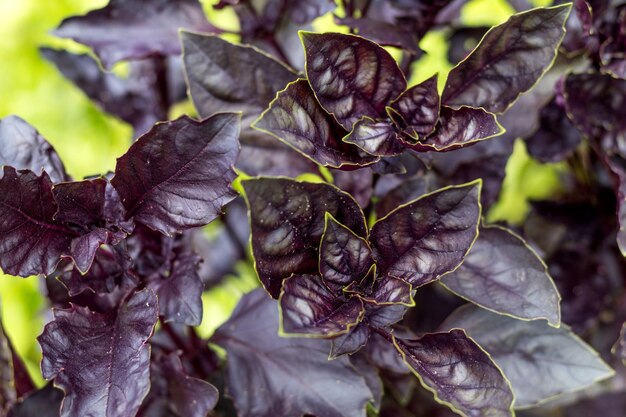 Bright purple basil in the garden Top view