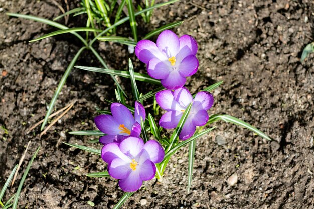 밝은 보라색 크로커스 꽃과 녹색 잎