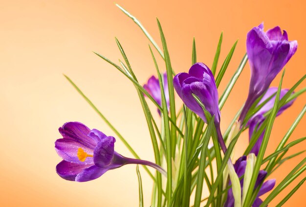 Ярко-фиолетовые крокусы весенние цветы на оранжевом фоне