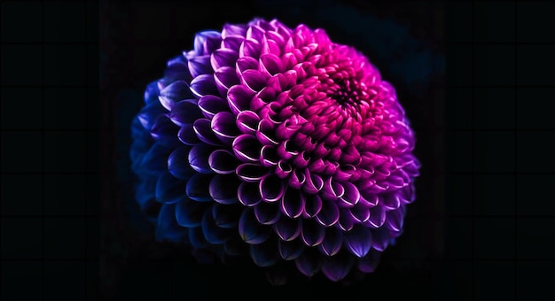 A bright purple flower on black background