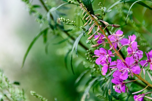 Bright purple flowers of ivan tea growing in a meadow closeup