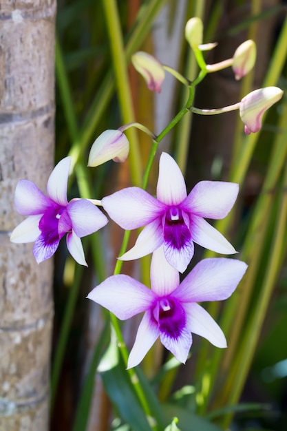 Bright purple flowers