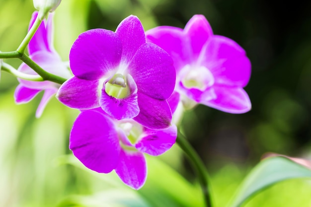 Photo bright purple flowers