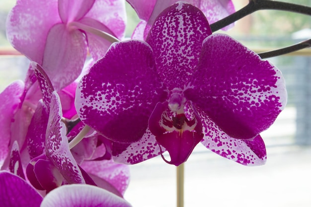 Bright purple orchid branch with blurry background in front of window