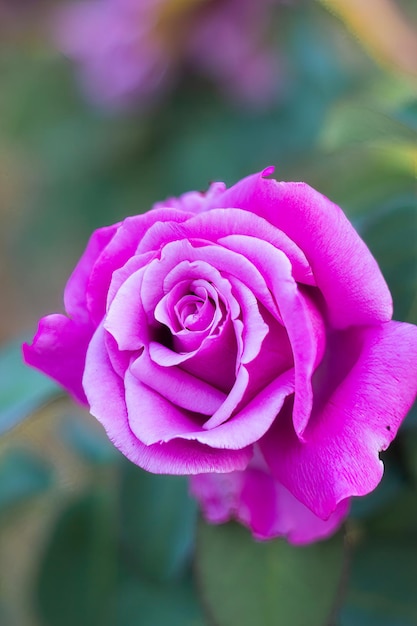 A bright purple rose in the garden