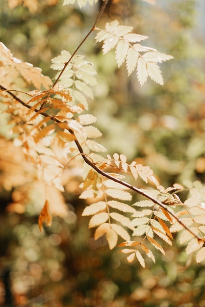 Bright rays of the sun fall on the autumn leaves in the autumn park