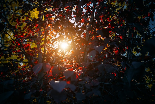 Bright rays of sunlight break through the dense red and yellow foliage. Mysterious light in autumn grove. Beautiful natural background, close-up texture of leaves.