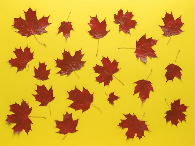 Bright red autumn maple leaves on a yellow background.