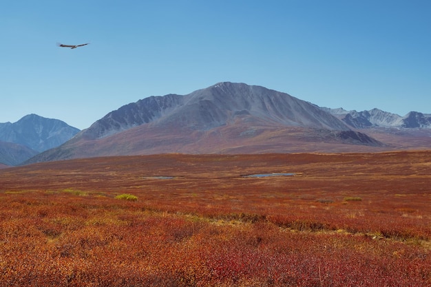 Bright red autumn mountain valley. Harsh mountain nature with sparse vegetation. Remote mountain area. Minimalistic landscape with Altai Mountains.