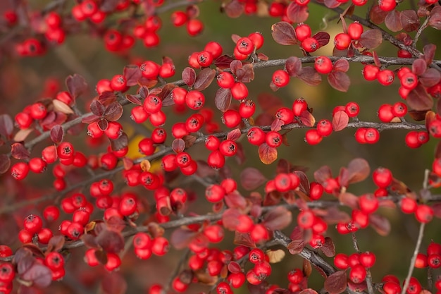 Bright red berries of bearberry cotoneaster.