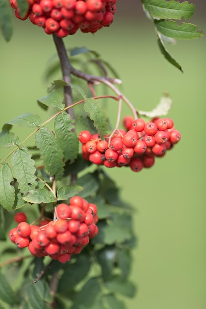 Bright red berries of mountain ash selective focus