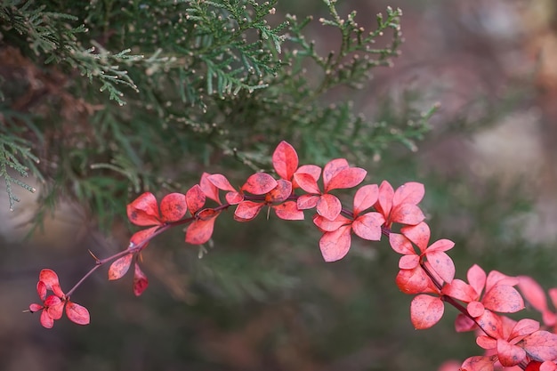 사진 베어베리 cotoneaster의 밝은 붉은 열매.