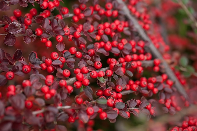 사진 베어베리 cotoneaster의 밝은 붉은 열매.