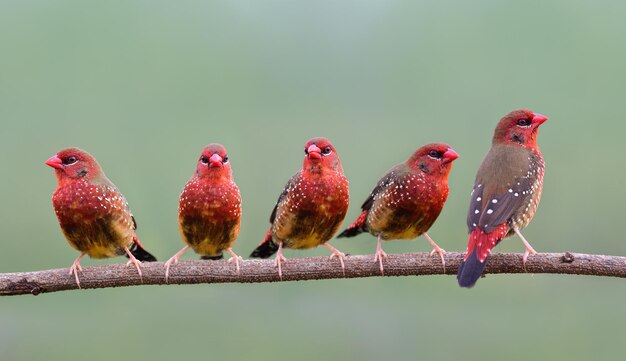 Photo bright red birds on straight wooden branch over fine blur green background