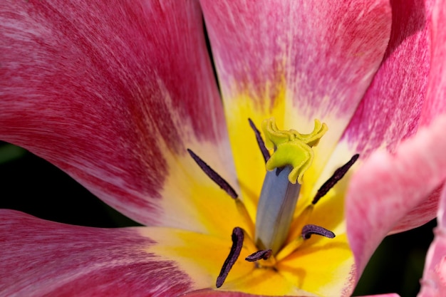 Bright red blooming tulip