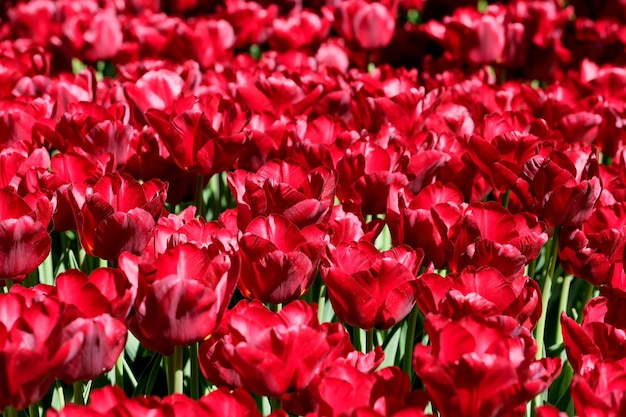 Bright red blooming tulips