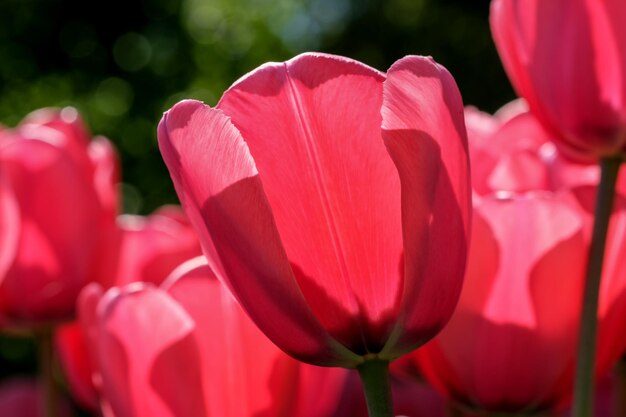 Bright red blooming tulips