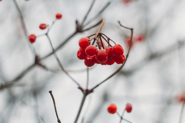 Bright red bunches of viburnum on a branch in late autumn Useful sour berry for treatment Sampling focus