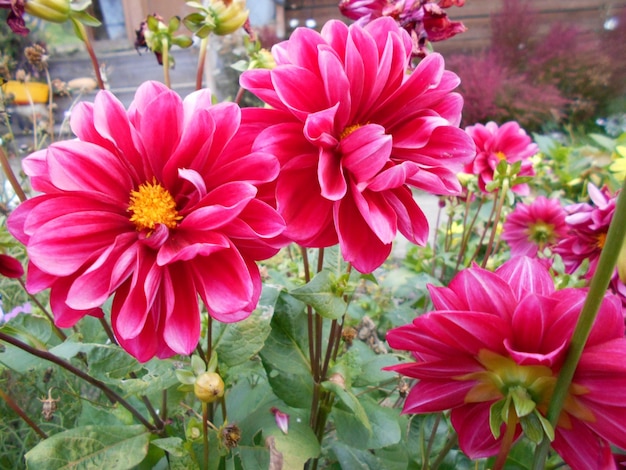 bright red burgundy flowers dahlias in the garden