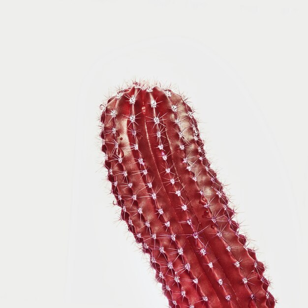 Bright red cactus close up on grey