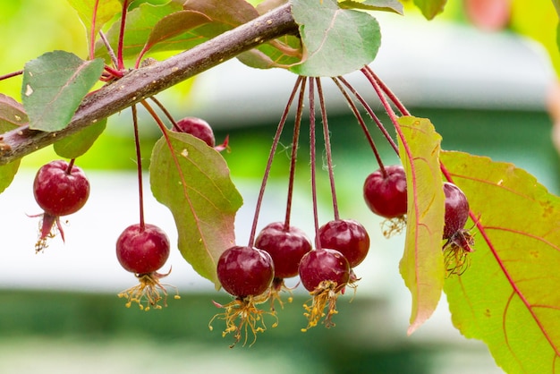 Bright red chinese apples