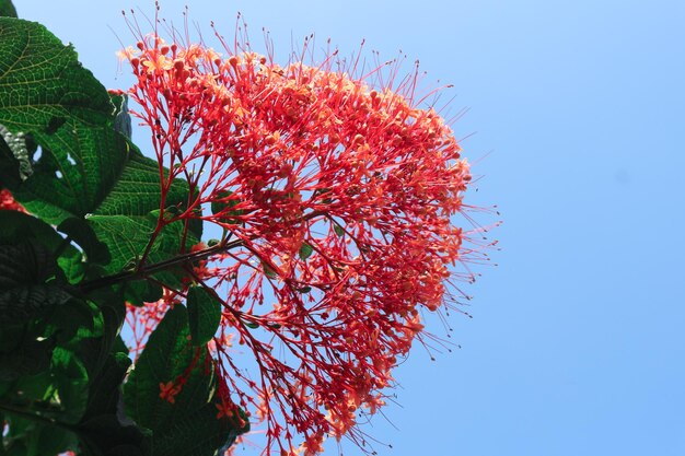 Photo bright red clerodendrum paniculatum pagoda flower flowers under a clear blue sky