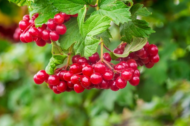 Bright red clusters of guelder rose on a green