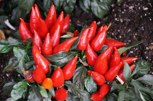 Photo the bright red color of ornamental pepper 39blaze39