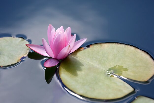 Bright red flower lily lotus water