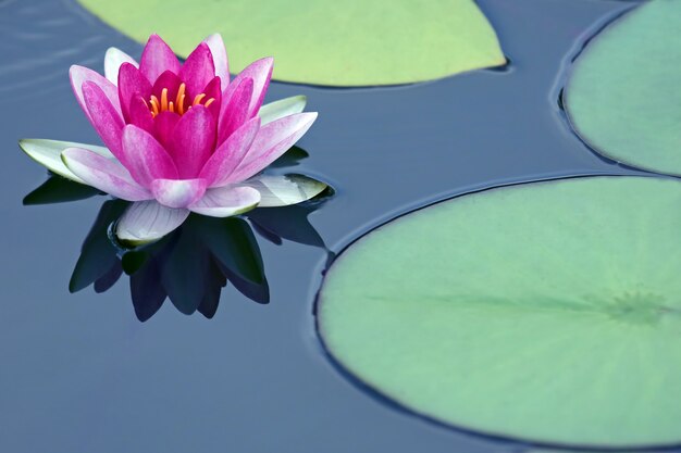 真っ赤な花ユリ蓮の水