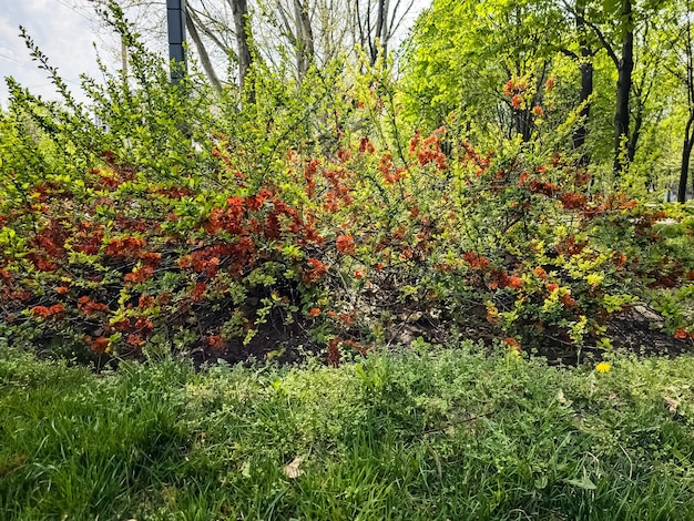 Bright red flowers of a Flowering quince Chaenomeles speciosa shrub known Japanese or Chinese quince