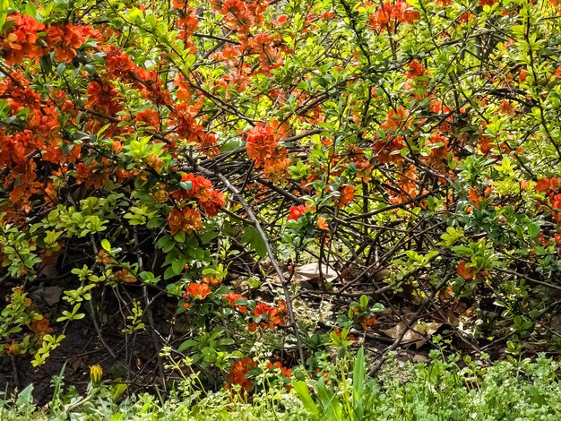 Photo bright red flowers of a flowering quince chaenomeles speciosa shrub known japanese or chinese quince