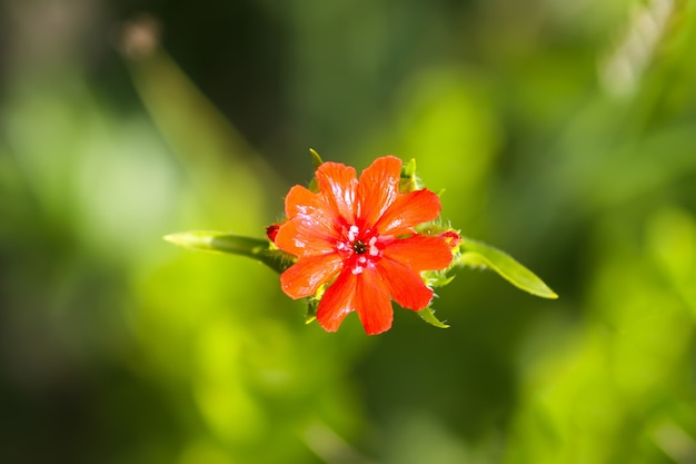 Bright red flowers of Lychnis chalcedonica. Maltese Cross plant in the summer garden.