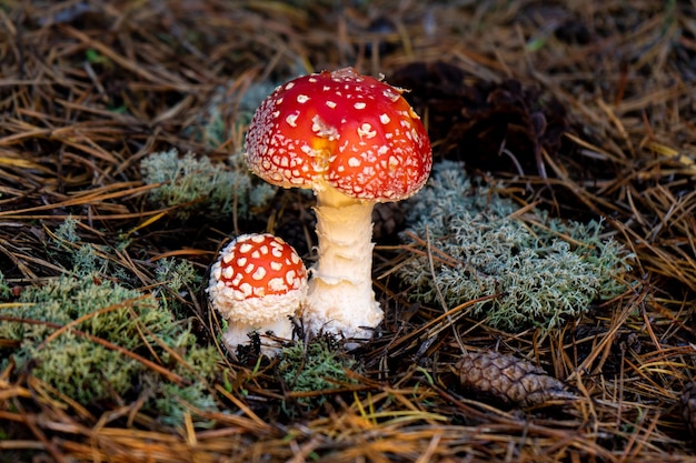 숲 개간지에 흰색 여드름이 있는 밝은 빨간색 비행 agaric