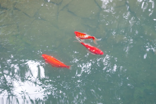 Premium Photo | Bright Red Koi In The Blue Gray Water Above Stone Bottom.