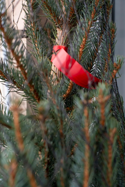 Bright red label or tag with information hangs on the trunk of a Christmas tree