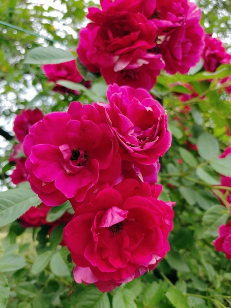 Bright red large flowers closeup Behind him is a blurred background of leaves