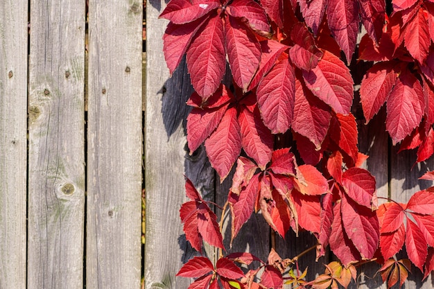 Bright red leaves of garden plants on woodel old plank wall