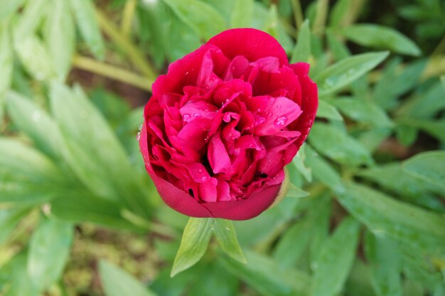 Bright red pion on green grass 