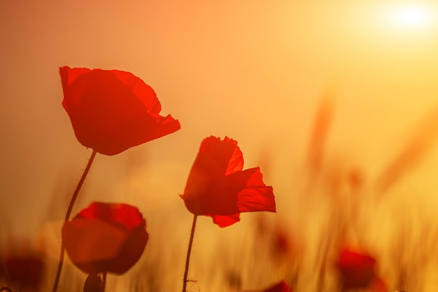 Photo bright red poppies in a field at sunset.