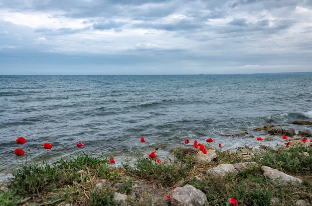 Ярко-красные цветы маков на крутом берегу Севастопольской бухты Черного моря Крыма.