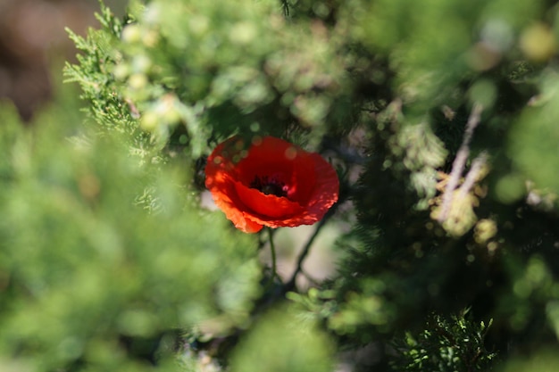 A bright red poppy flower in the field