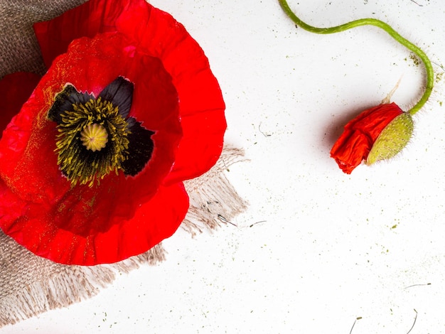 Photo bright red poppy flower isolated background copy space