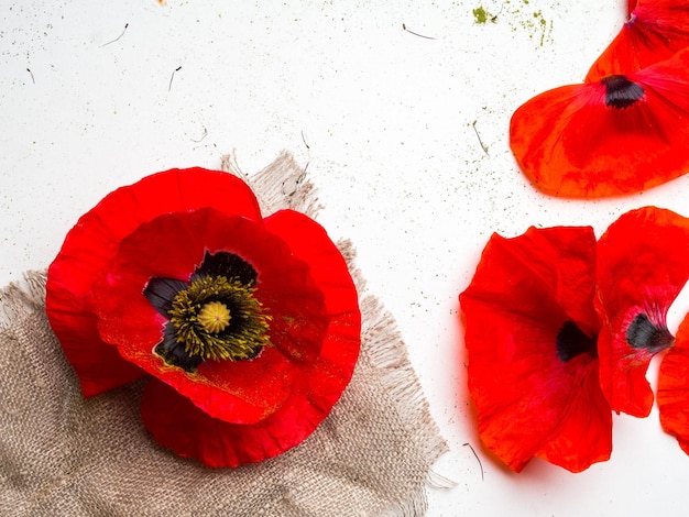 Photo bright red poppy flower isolated on a white background
